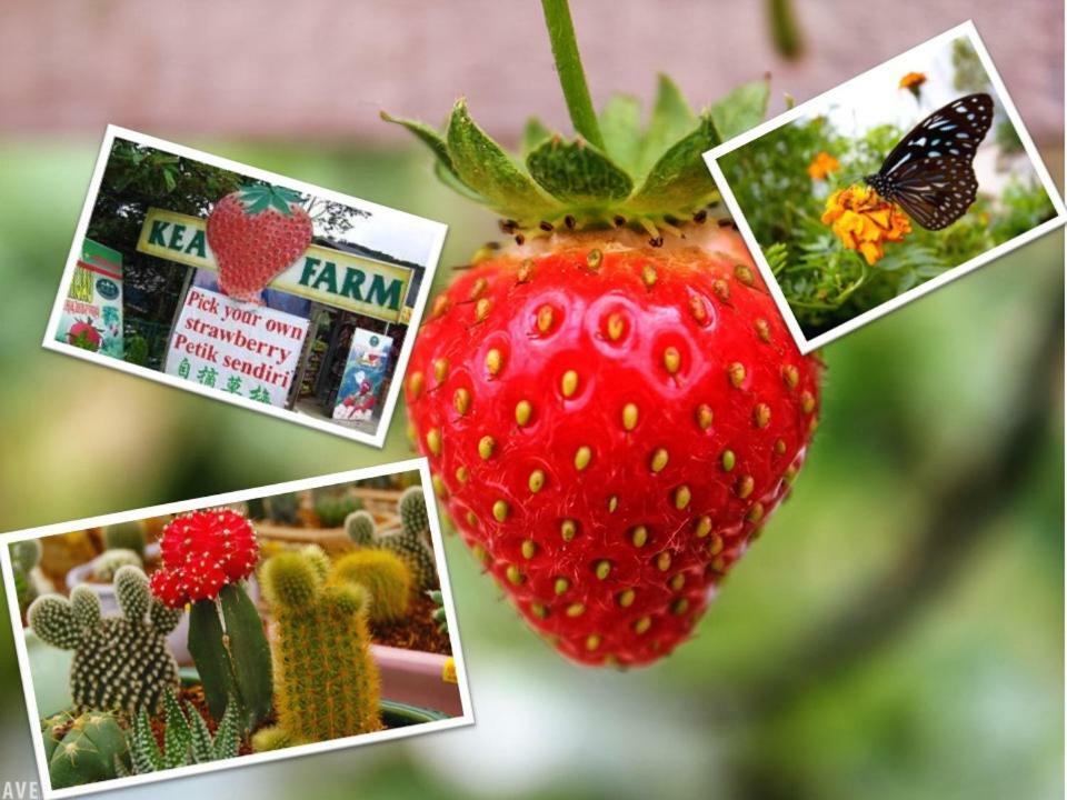 Cameron Nova Highlands Resort I Cameron Highlands Bagian luar foto